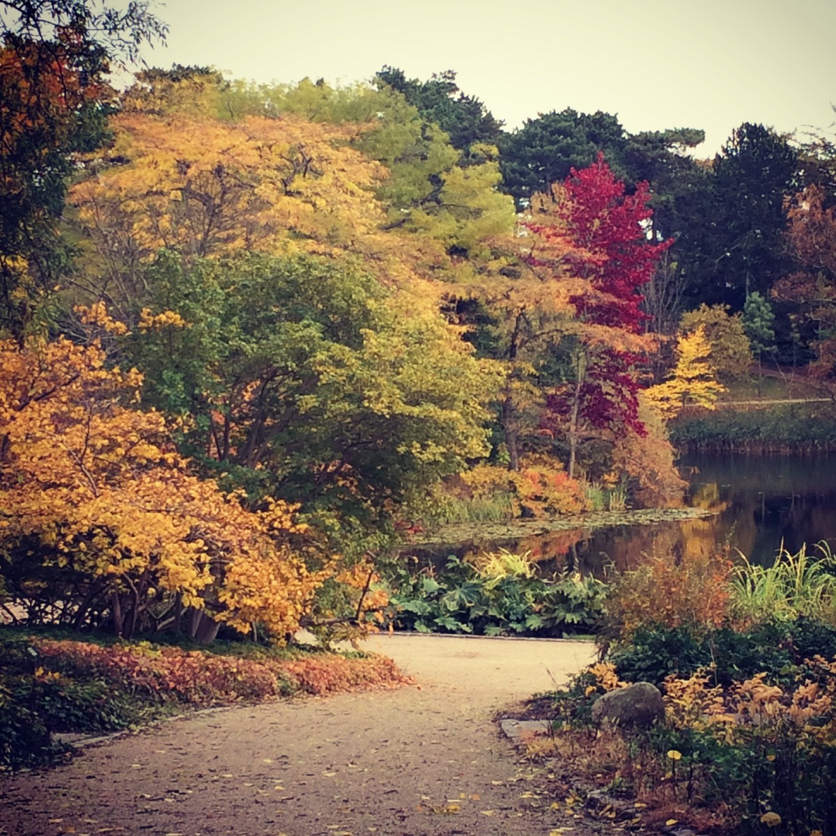 Herbstspaziergang, Laub, Blätter, Park, Wandern, Herbst